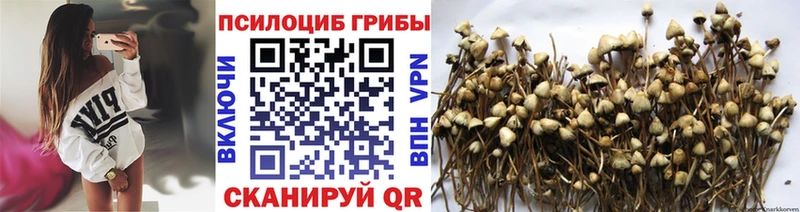 хочу   Семикаракорск  Псилоцибиновые грибы прущие грибы 